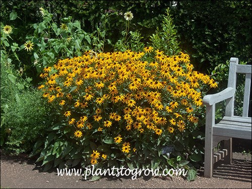 Rudbeckia Goldstrum (Rudbeckia fulgida var sullivantii)